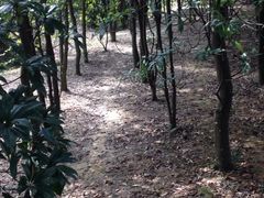 景点-火炉山森林公园