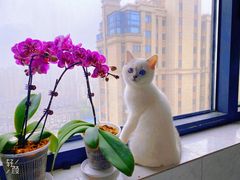 -喵zoo家庭繁育猫舍(尖东智能花园店)