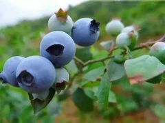 -金谷域澳洲庄园