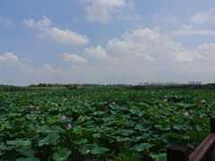 -荷塘月色湿地公园·向阳花洲