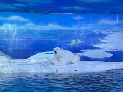 -海合安天津极地海洋公园
