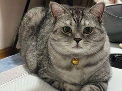 -御宝贝24h宠物医院·转诊中心·CT核磁血透中心(厦门总院)