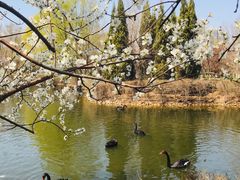 -长白岛森林公园