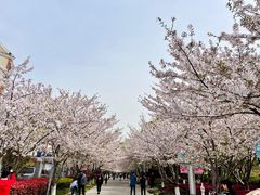 -高东镇樱花园