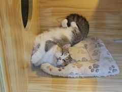-小猫来了猫舍(福田店)
