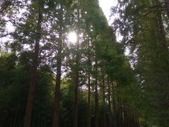 -黄海国家森林公园