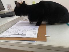 -伟伟宠物医院·瑞派猫友好医院·猫科(光谷店)