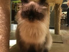 -more than meow吴止猫主题餐厅(承德 中船汇店)