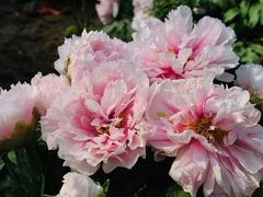 -洛阳市隋唐城遗址植物园