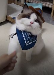 -LUNA皮相美·骨相美高级美感