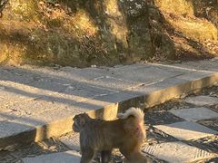 -庐山风景区花径公园