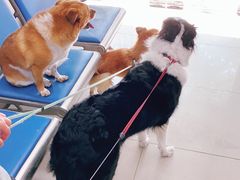 -申普宠物医院·眼科·心内科·影像科(普陀分院)