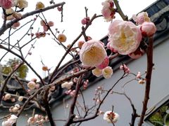 -无锡梅园公园