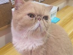 -滚猫咖啡·猫咖·猫友好撸猫(未来城店)