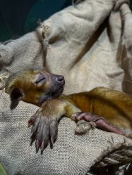 -Zoolung Zoolung动物主题公园(海信广场店)