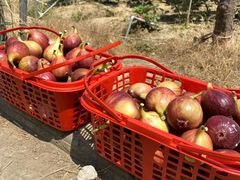 -武汉世外桃源农庄