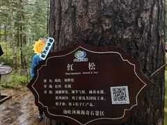 -汤旺河林海奇石景区
