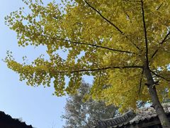 -少华山国家森林公园