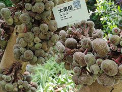 -呀路古热带植物园