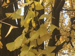 -四川大学(华西校区)