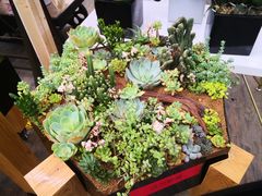 -荷兰花海