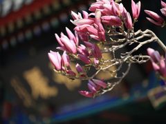 -天津大悲禅院