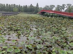 -泗洪洪泽湖湿地景区