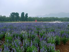 -北京东方普罗旺斯薰衣草庄园