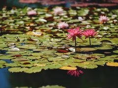 -国家植物园南园