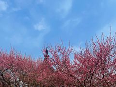 -香雪海