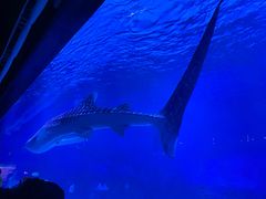 -烟台海昌鲸鲨海洋公园