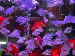 -溪岸路花鸟市场