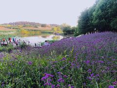 -大塘金香草谷