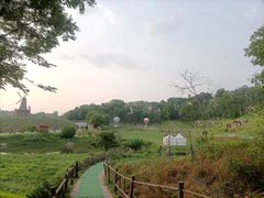 -大塘金香草谷