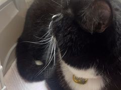 -瑞派康怡24h宠物医院·犬猫医疗中心·微创绝育(瑞景分院)