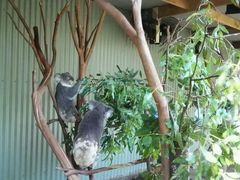 -费瑟代尔野生动物园