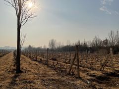 -安德鲁户外烧烤帐篷营地(马泉营店)