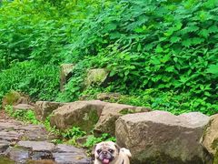 -西湖风景区十里琅珰-五云山