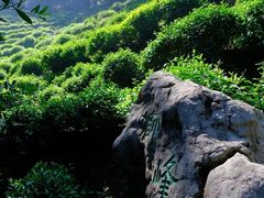 -十八棵（老龙井）御茶园(老龙井店)