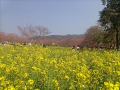 -天适樱花悠乐园