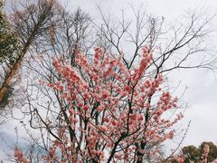 -杭州植物园