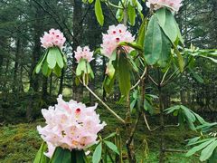 -硗碛藏寨·神木垒景区