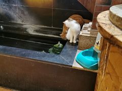 -more than meow吴止猫主题餐厅(承德 中船汇店)