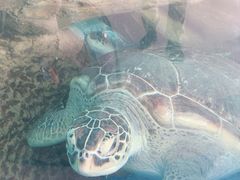 -广东惠东海龟国家级自然保护区