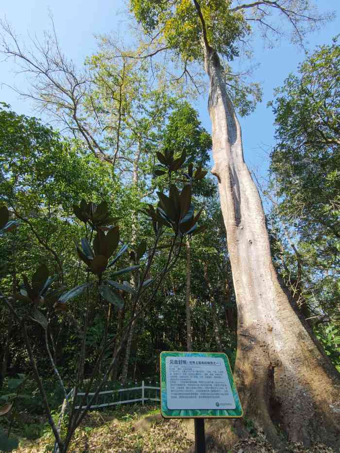 海南热带植物园