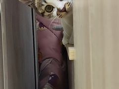 -艾贝尔宠物医院·宠保定点·超声绝育·免疫点(樱花路店)