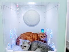 -爱洗澡的猫(望京店)