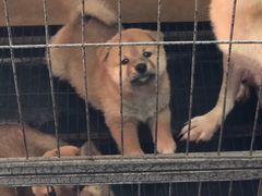 -翊宠yipet猫狗购宠庄园犬舍•猫舍