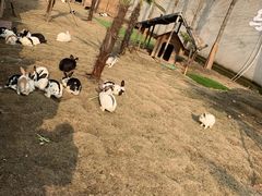 -乌村