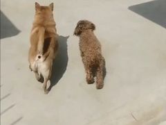 -波姐宠物家庭寄养